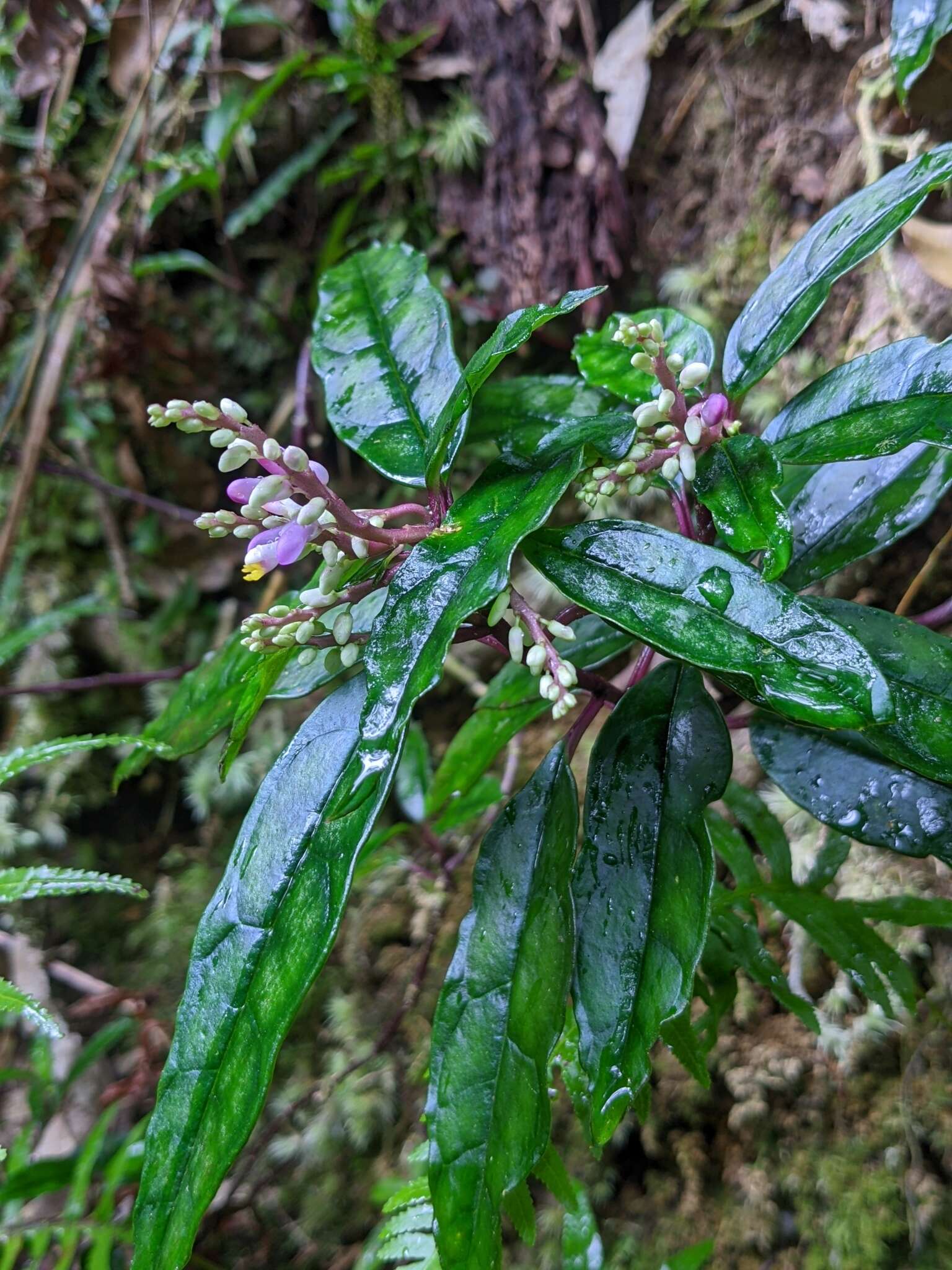 Image of Polygala arcuata Hayata