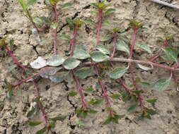 Image of creeping primrose-willow