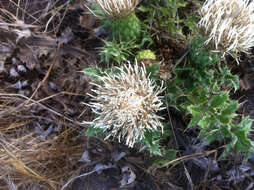 Image de Cirsium quercetorum (A. Gray) Jepson