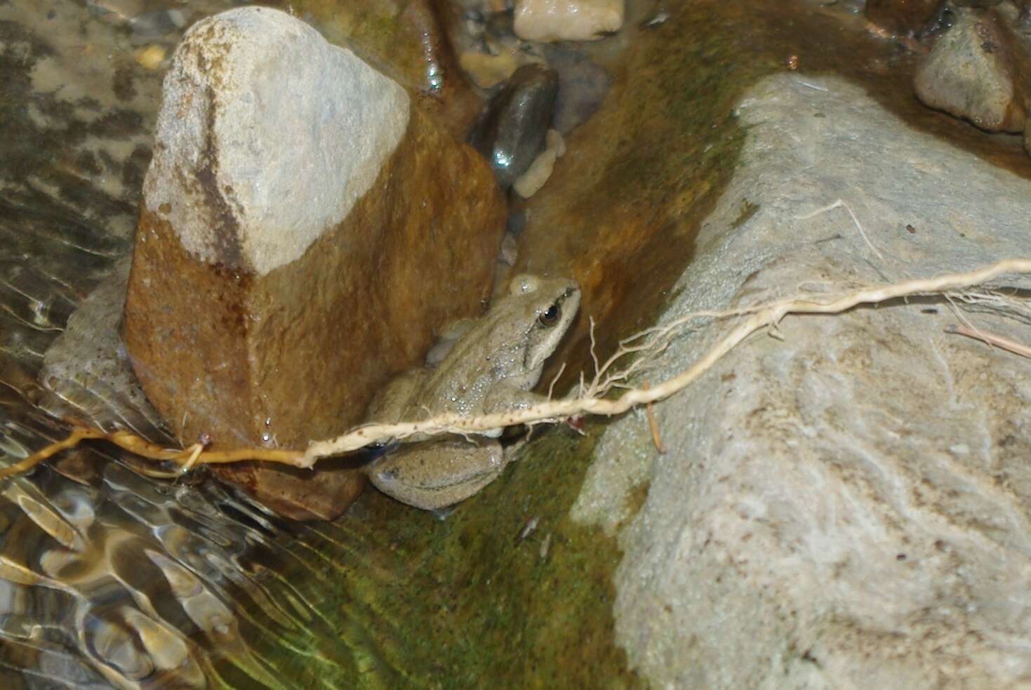 Image of Pyrenean Frog