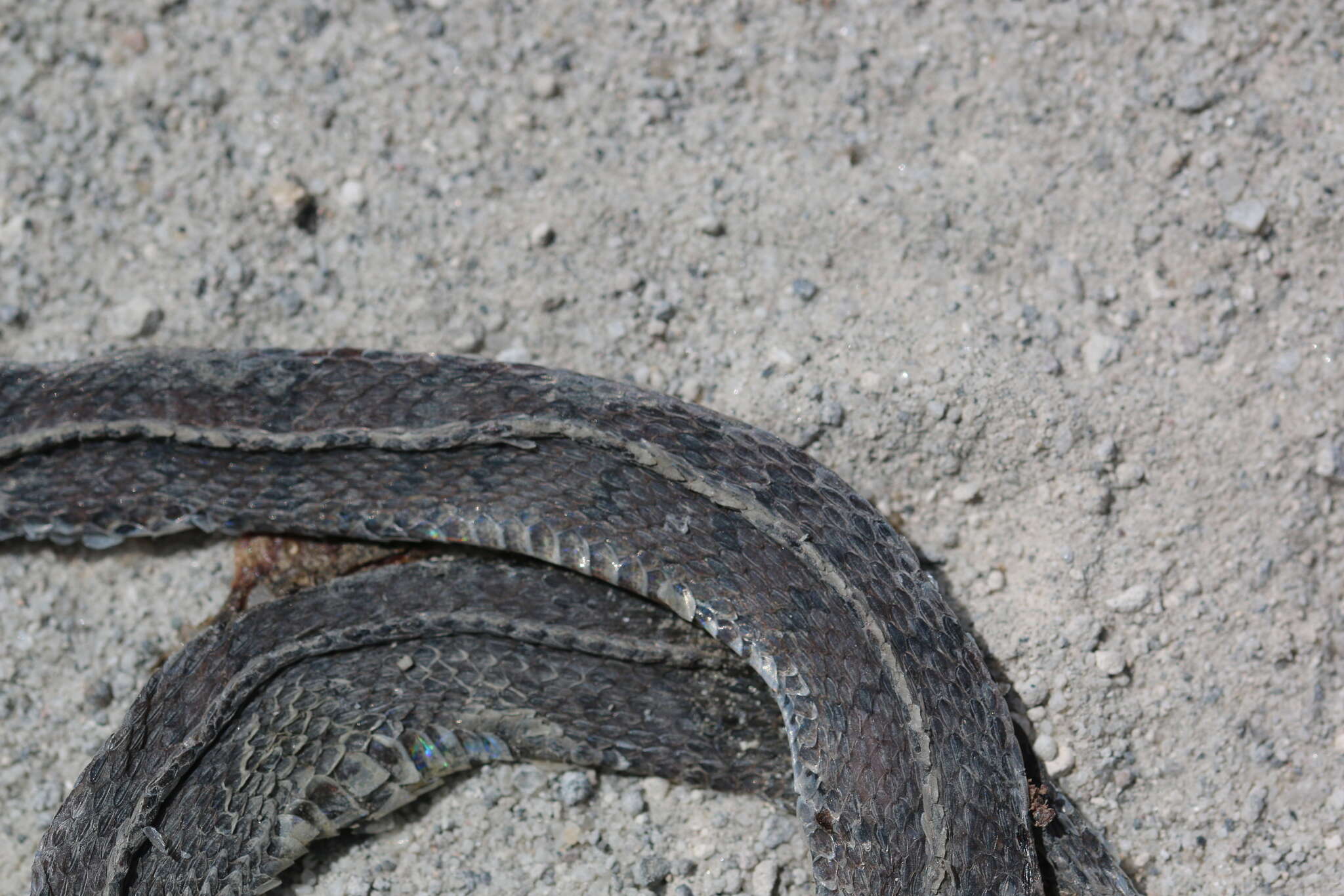 Image of Spotted Coffee Snake