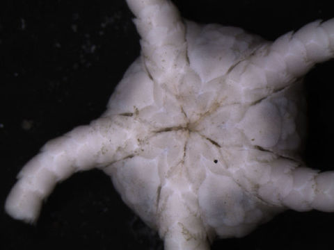 Image of <i>Ophiura rouchi</i> (Koehler 1912)