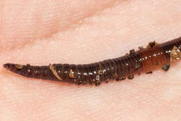 Image of Chestnut worm