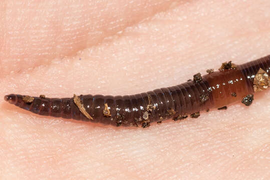 Image of Chestnut worm