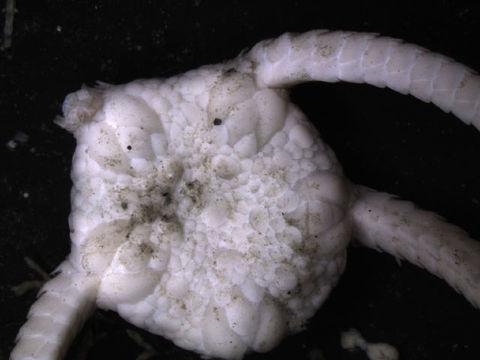 Image of <i>Ophiura rouchi</i> (Koehler 1912)
