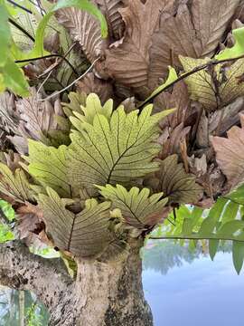 Imagem de Aglaomorpha quercifolia (L.) Hovenkamp & S. Linds.