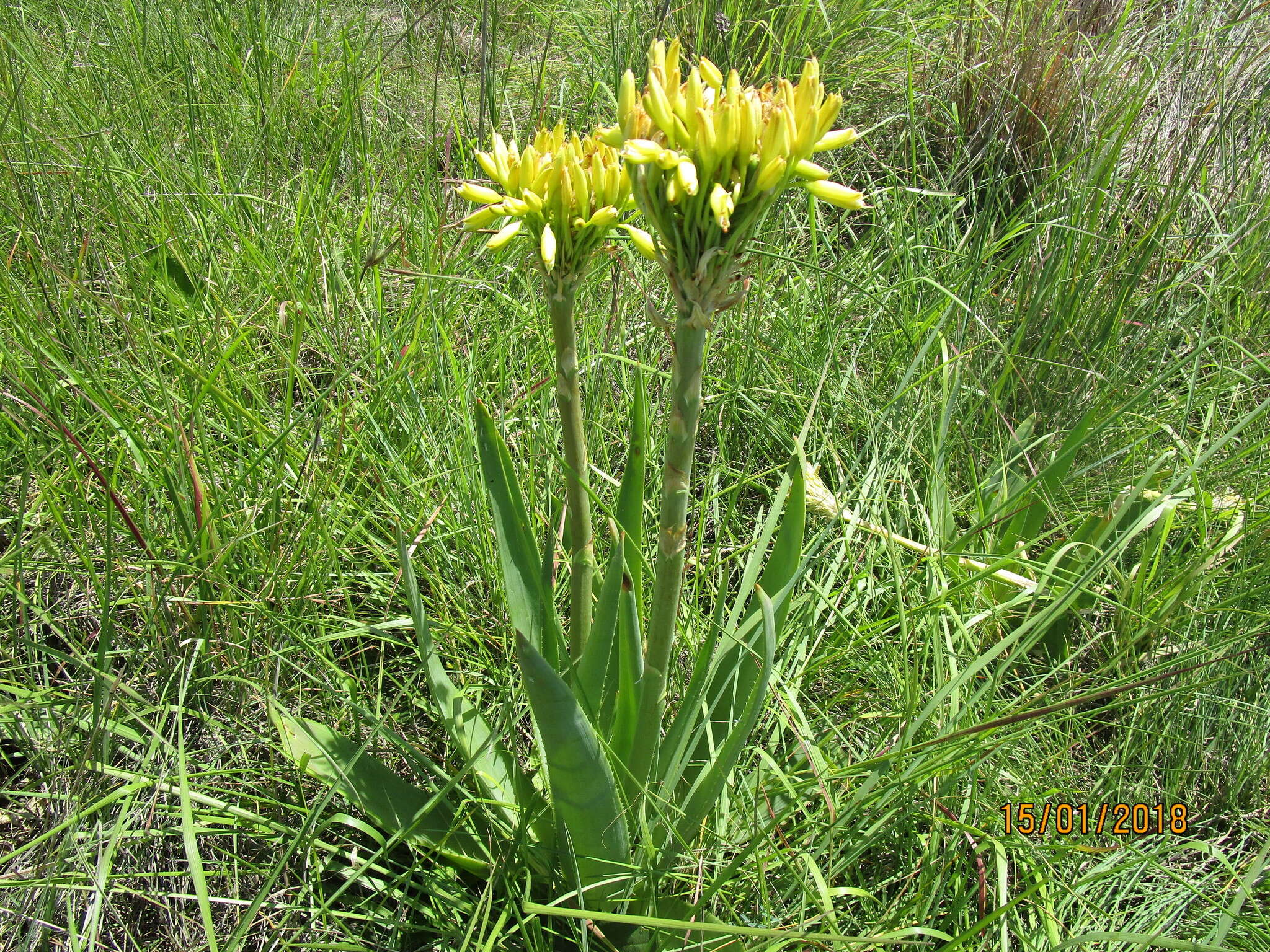 Image of Aloe ecklonis Salm-Dyck