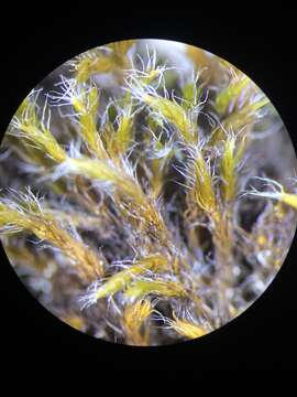 Image of racomitrium moss