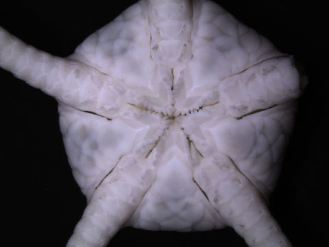 Image of <i>Ophiura</i> (<i>Ophiuroglypha</i>) <i>lymani</i> (Ljungman 1871)