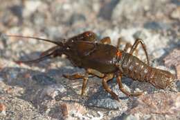 Image of Cambarus chasmodactylus James 1966