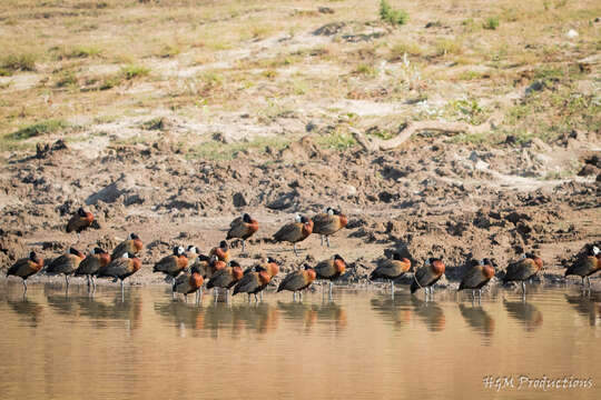 Image of White-faced Whistling Duck