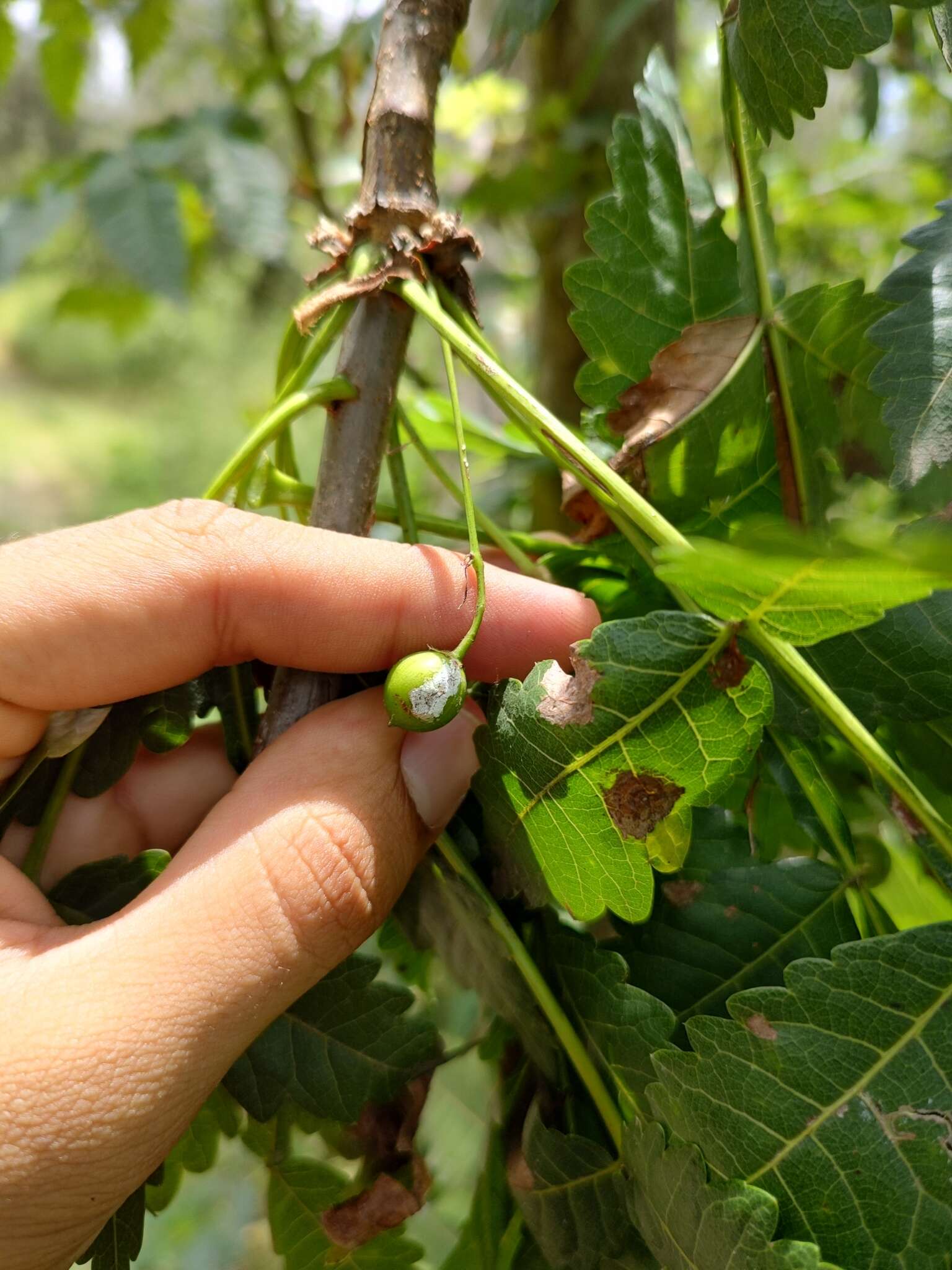 Image of Bursera penicillata (Sesse & Moc.) Engl.