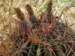 Image of Ferocactus latispinus (Haw.) Britton & Rose