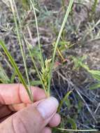 Image of Sand Flat Sedge