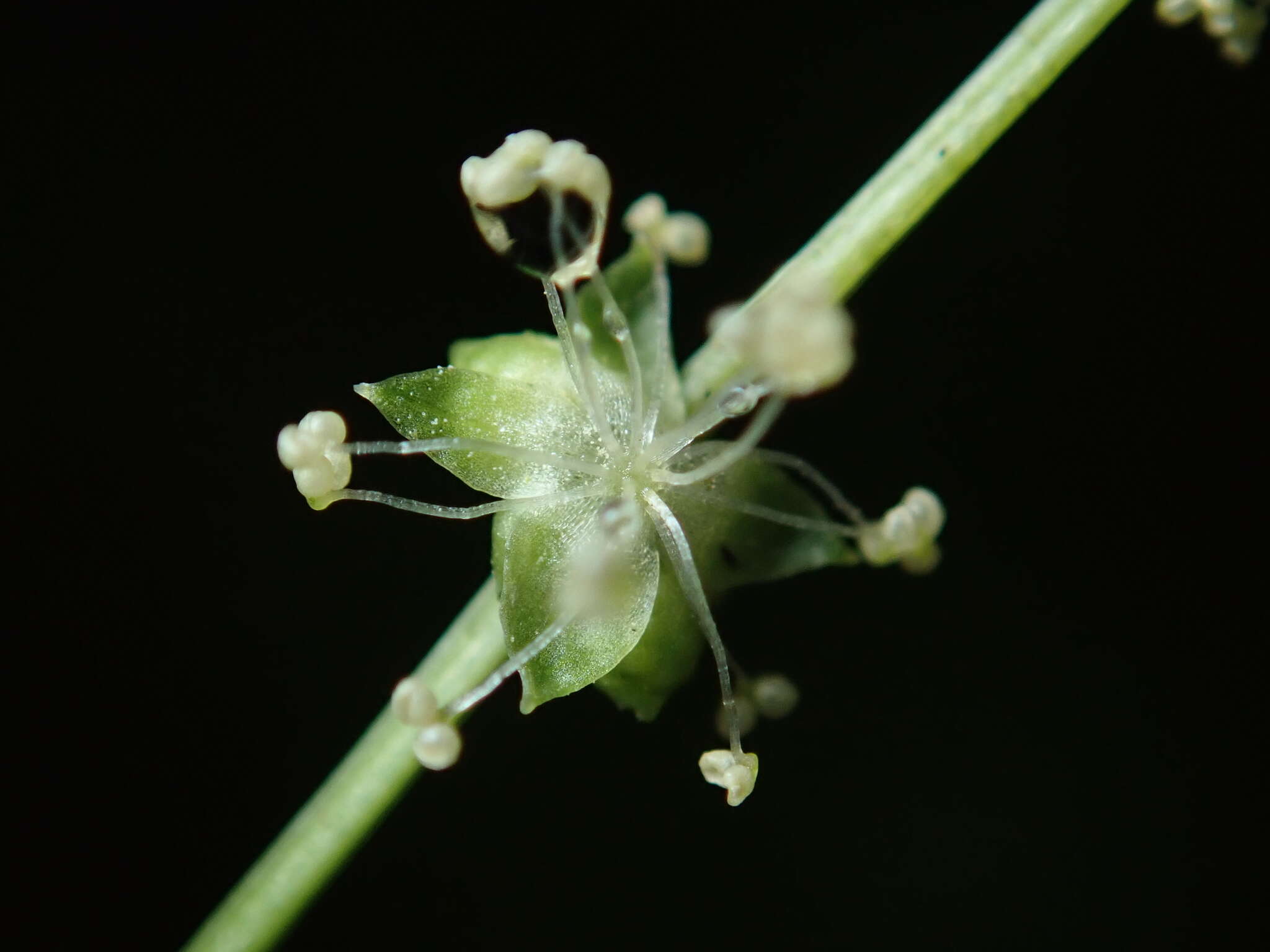 Image of Mercurialis leiocarpa Siebold & Zucc.