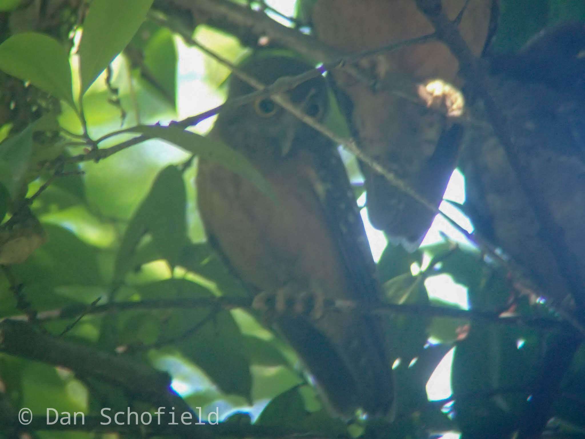 Image of Ochre-bellied Boobook