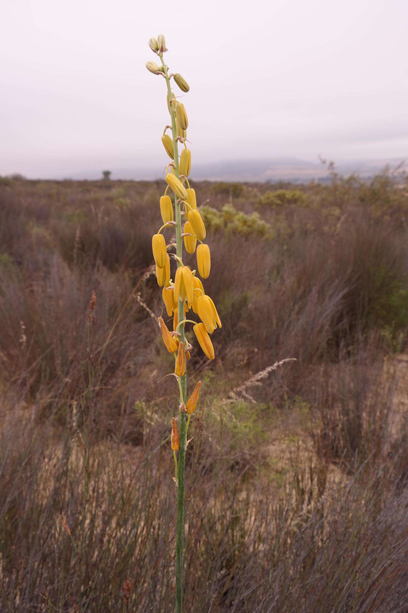 Image de Albuca clanwilliamae-gloria U. Müll.-Doblies