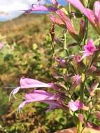 Image de Syncolostemon macranthus (Gürke) Ashby