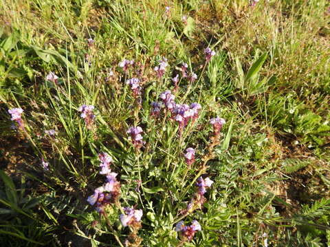 Image of Linaria amethystea (Vent.) Hoffmgg. & Link