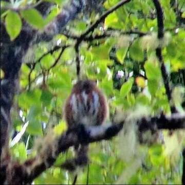 Image of Costa Rican Pygmy Owl