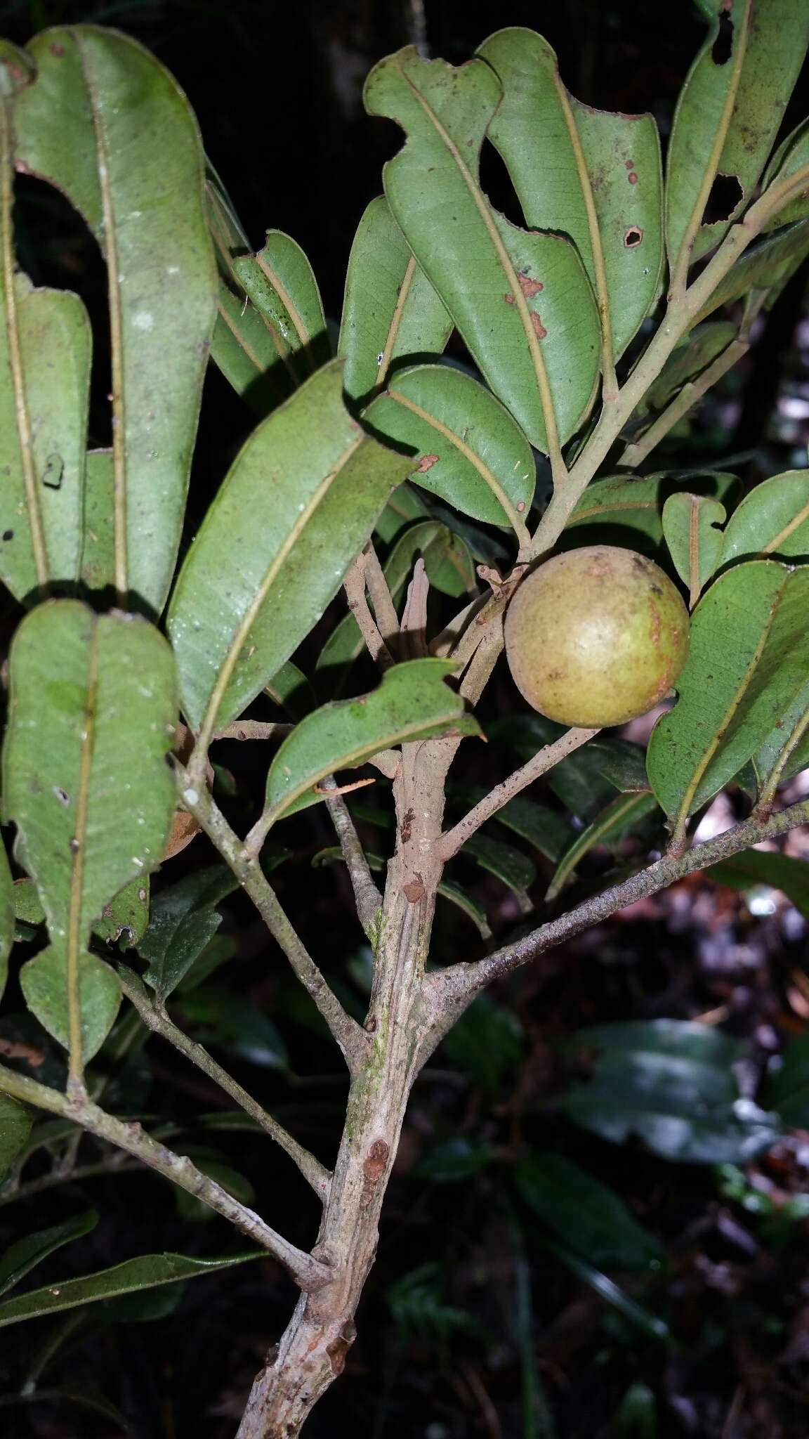 Imagem de Astrotrichilia asterotricha (Radlk.) M. Cheek