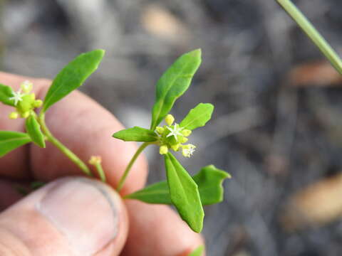 Monotaxis macrophylla Benth.的圖片