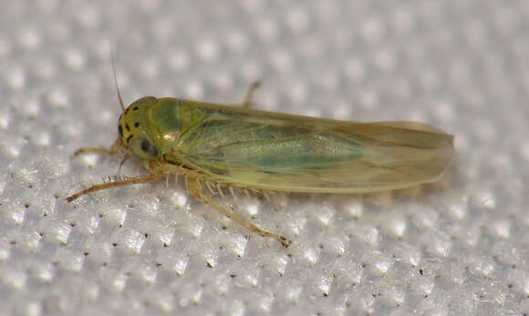 Image of Aster Leafhopper