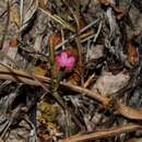 Image of Dianthus glutinosus Boiss. & Heldr.