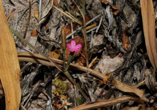 Image of Dianthus glutinosus Boiss. & Heldr.