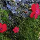 صورة Dianthus mainensis Shaulo & Erst