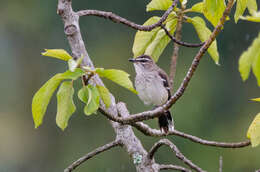 Image of Brown-backed Scrub Robin