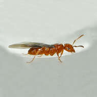 Imagem de <i>Lasius interjectus</i>