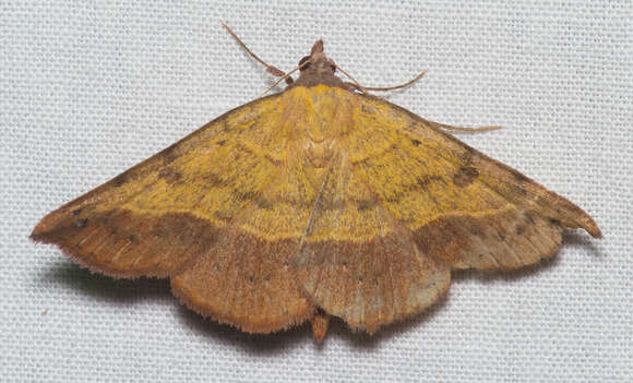 Image of Variable Tropic Moth