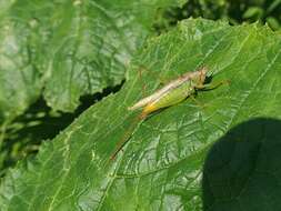 Image of Agile Meadow Katydid