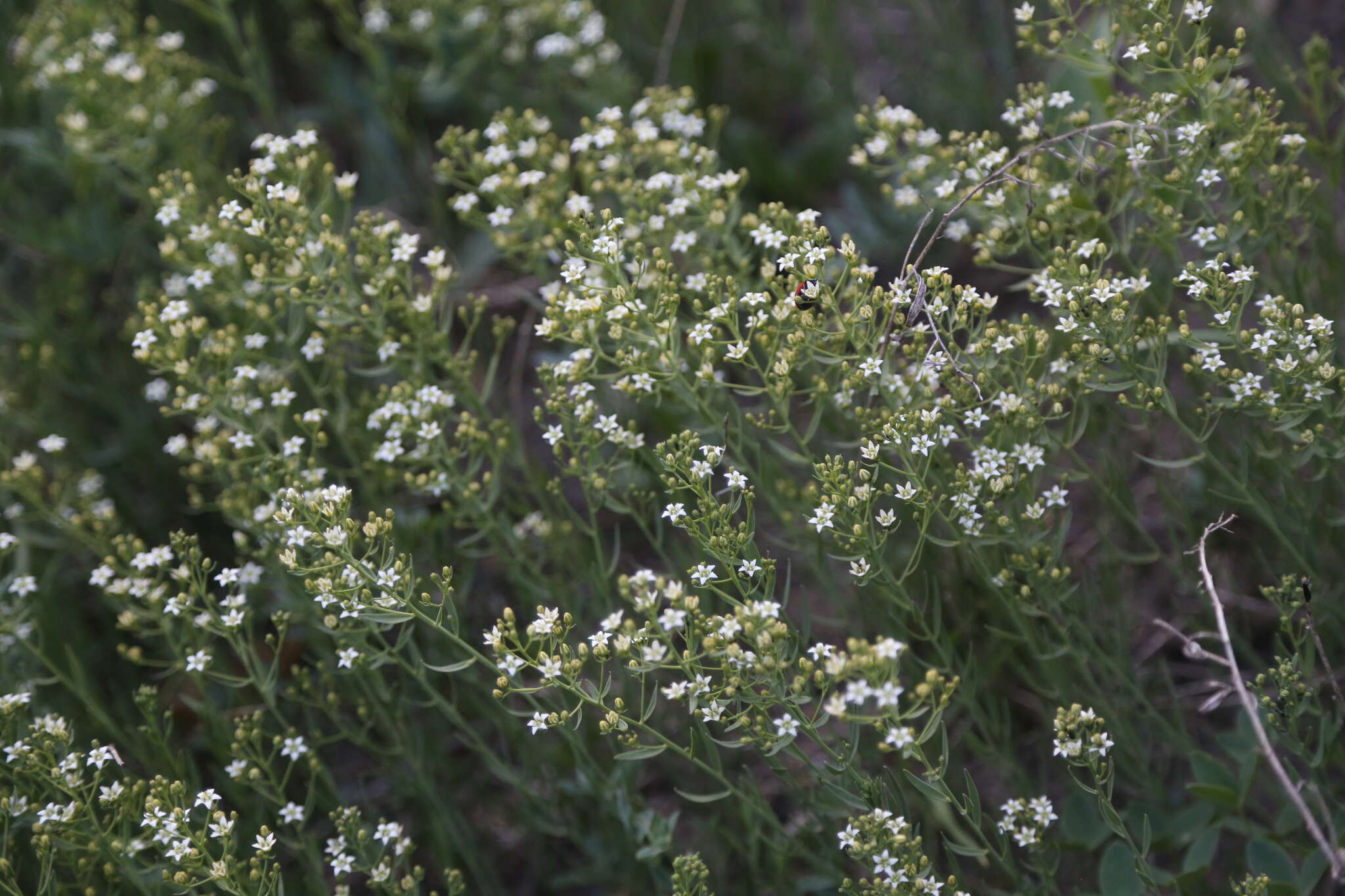 Image of flaxleaf