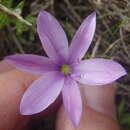 Image of Geissorhiza nigromontana Goldblatt