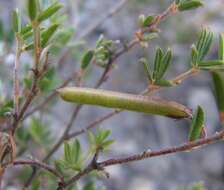 Imagem de Indigofera pilgeriana Schltr.