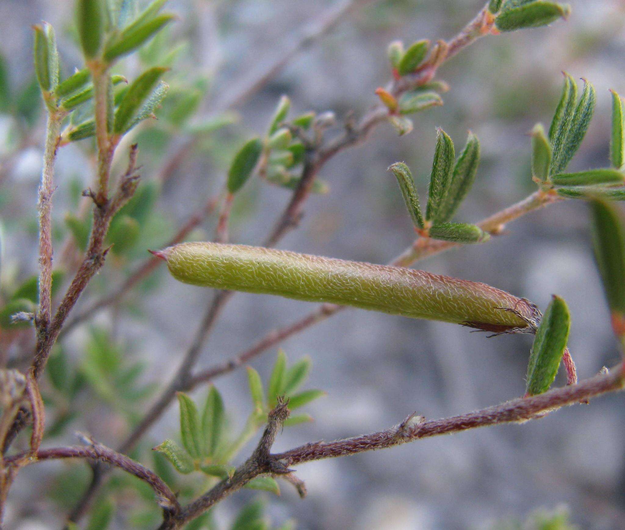 Imagem de Indigofera pilgeriana Schltr.