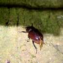 Image of Xylotrupes beckeri intermedius Silvestre 2004