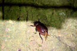 Image of Xylotrupes beckeri intermedius Silvestre 2004