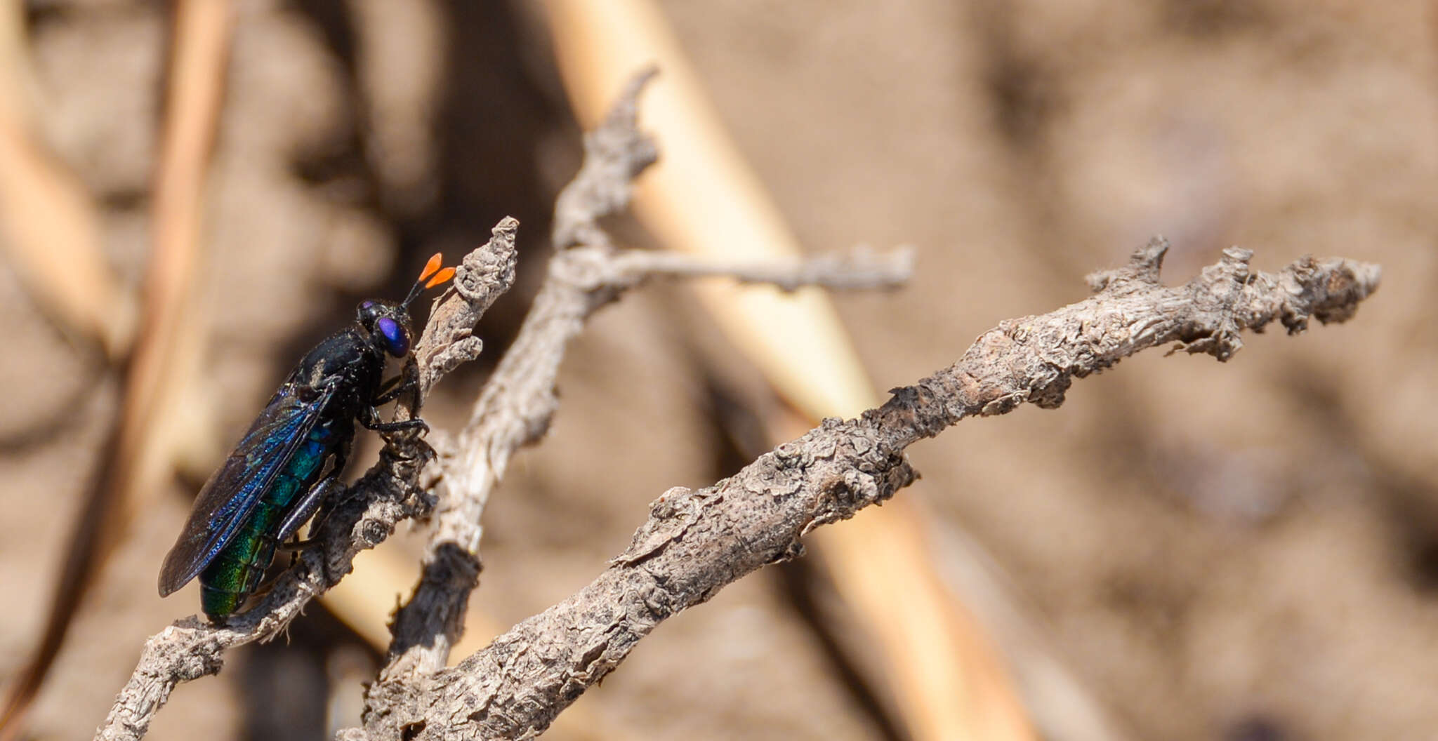 Image of Paramydas igniticornis (Bigot 1857)