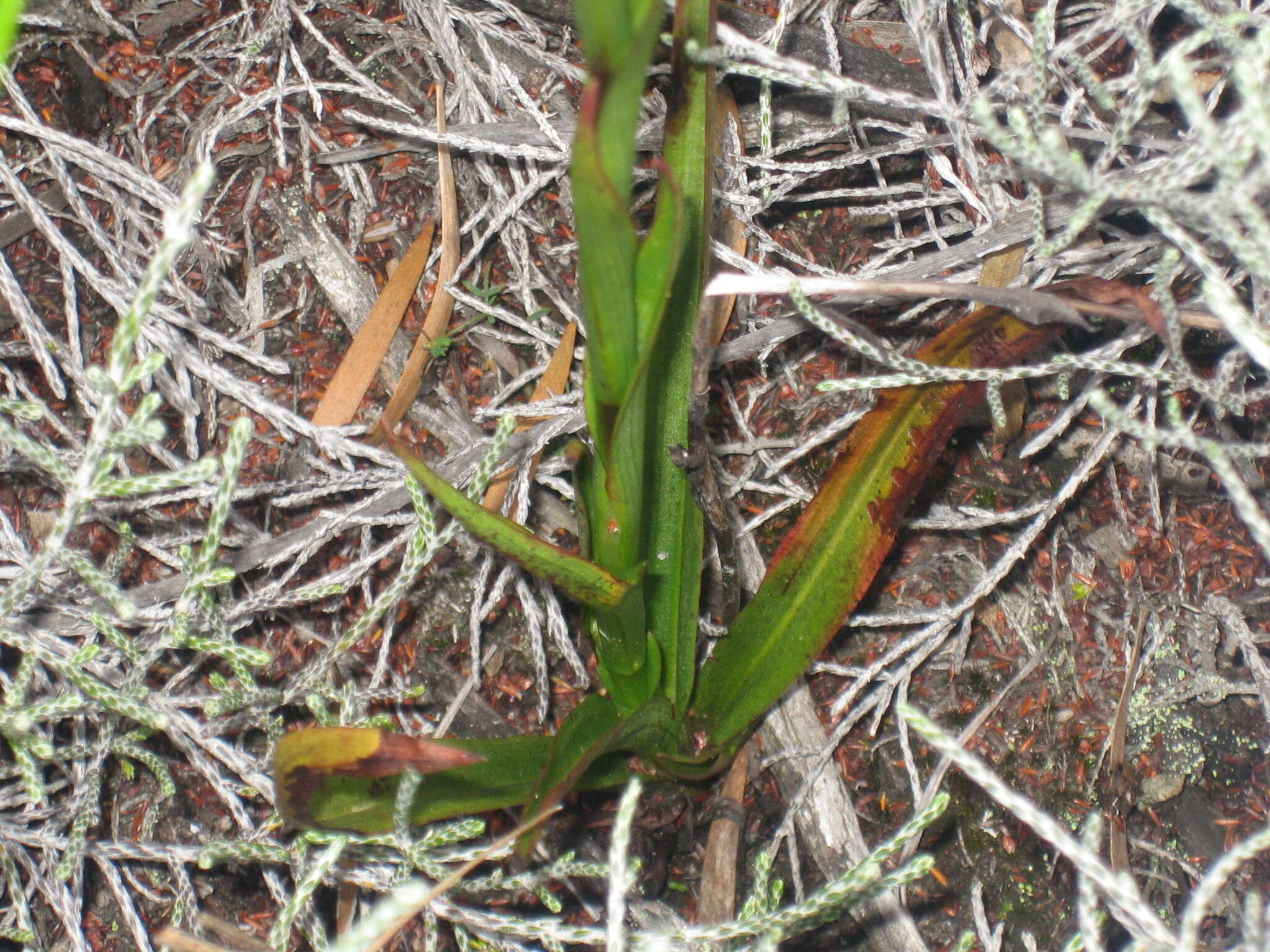 Image of Disa borbonica Balf. fil. & S. Moore