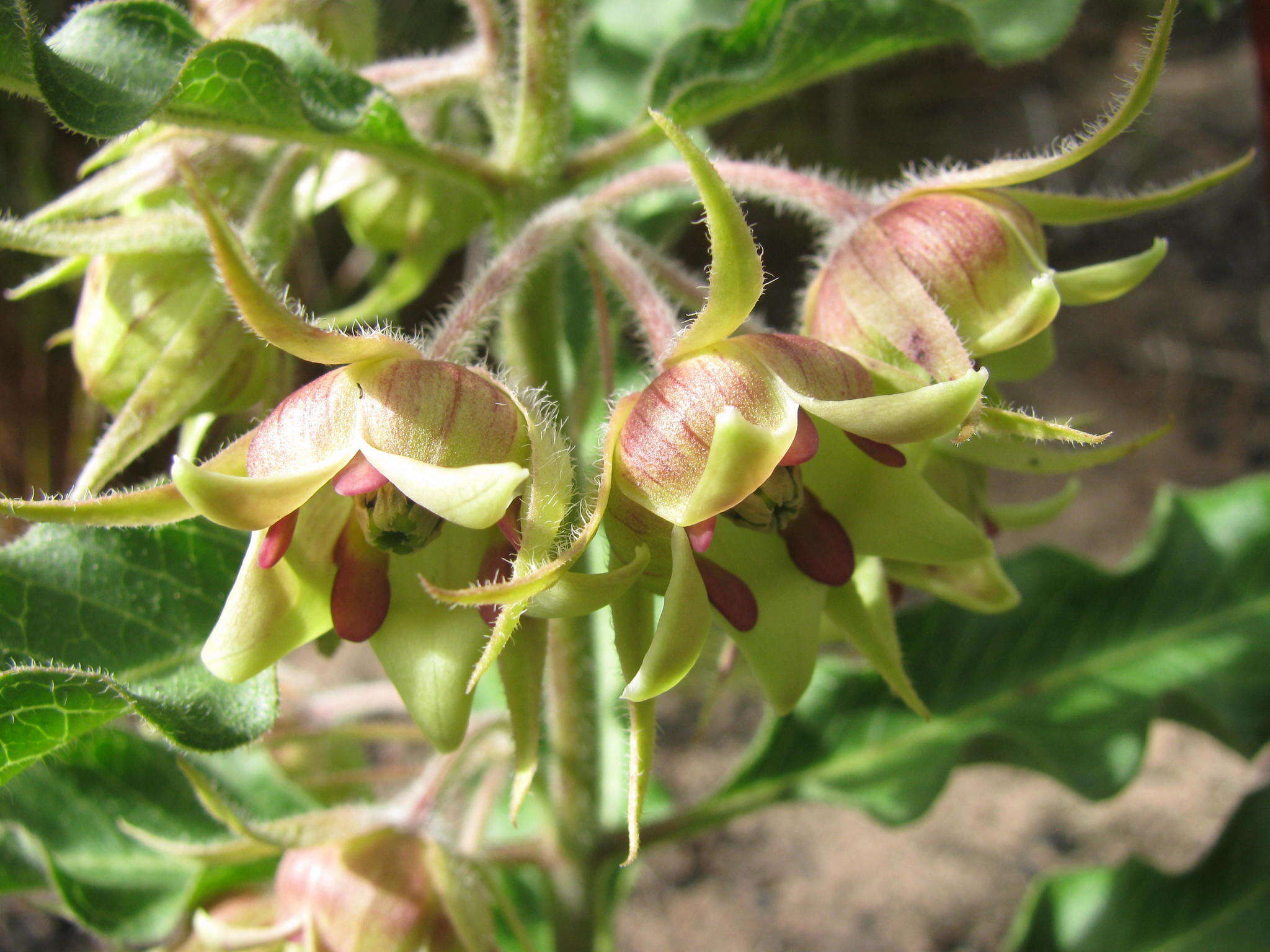 Image of Pachycarpus dealbatus E. Mey.