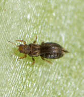 Image of Sugarbeet Thrips