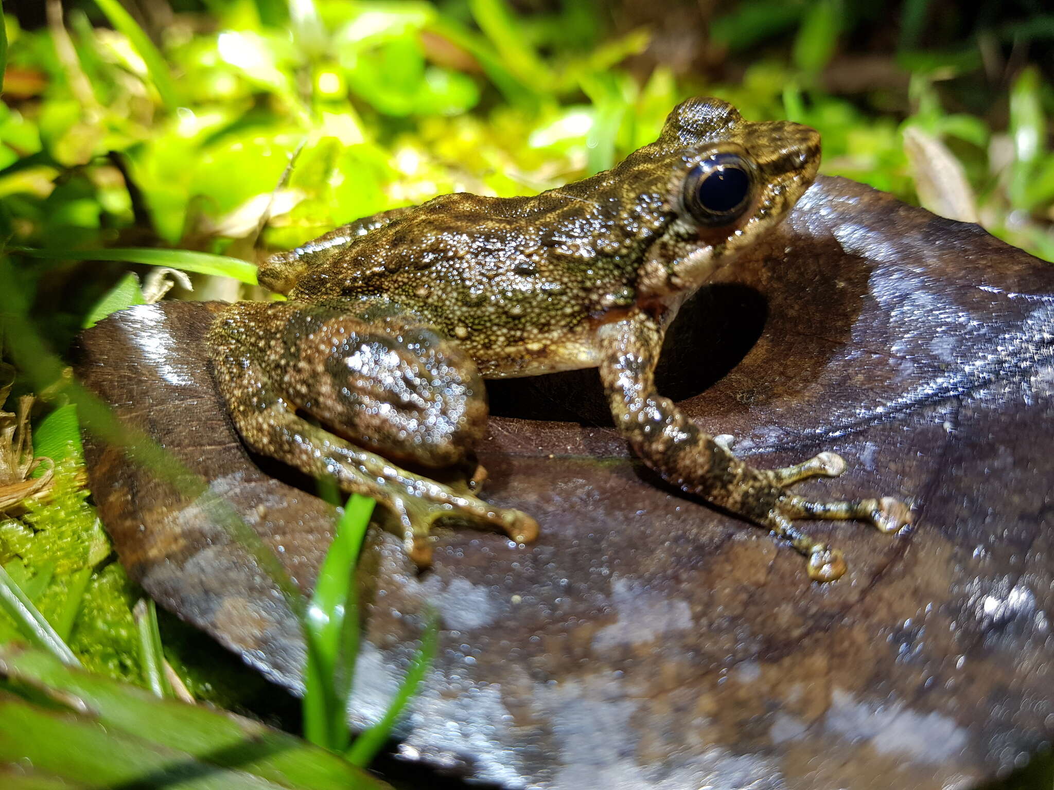 Image of Amolops ricketti (Boulenger 1899)