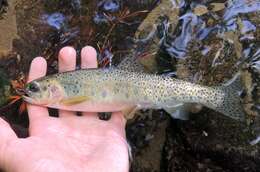 Image of Oncorhynchus clarkii lewisi (Girard 1856)