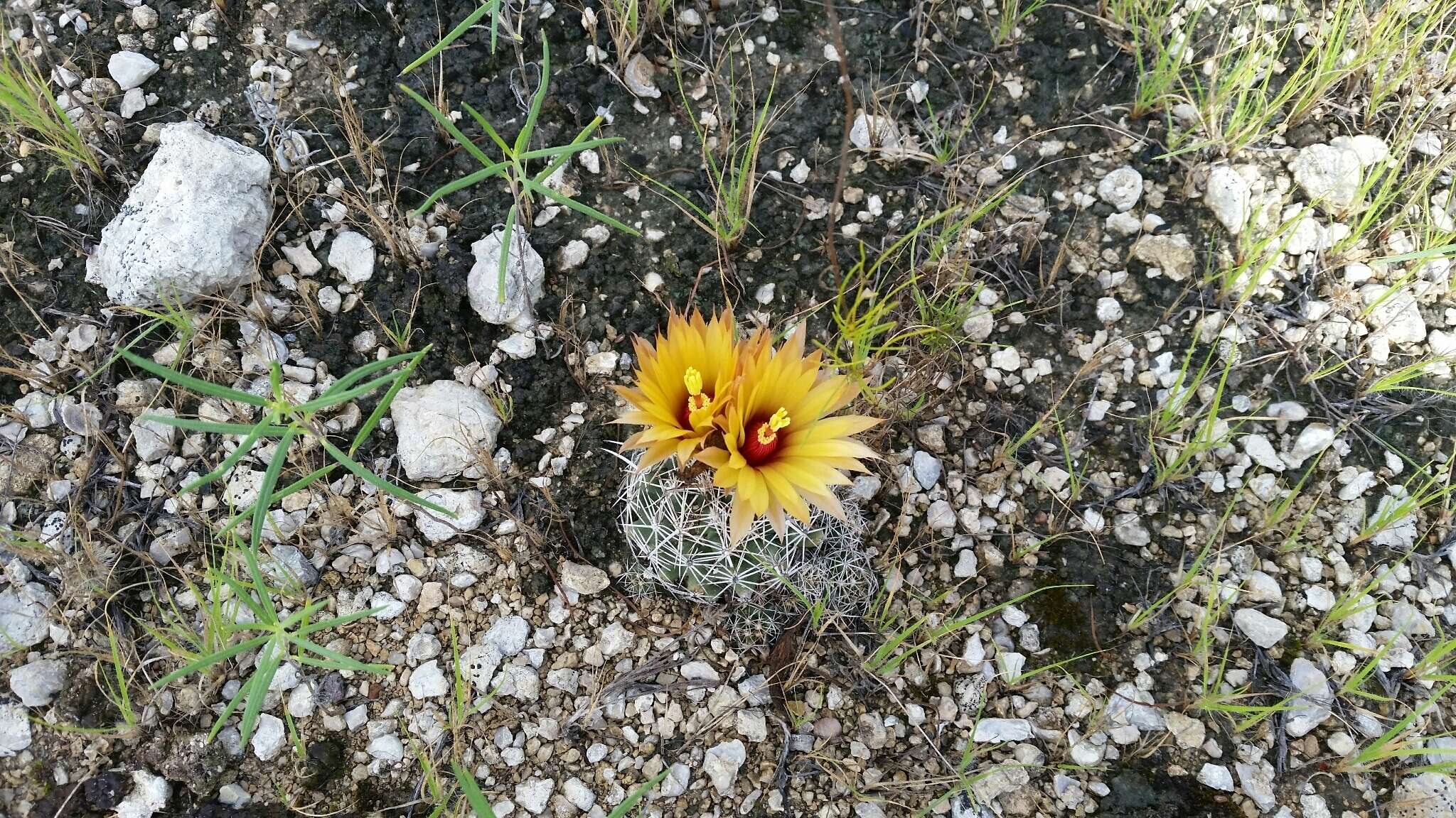 Image of pineapple cactus