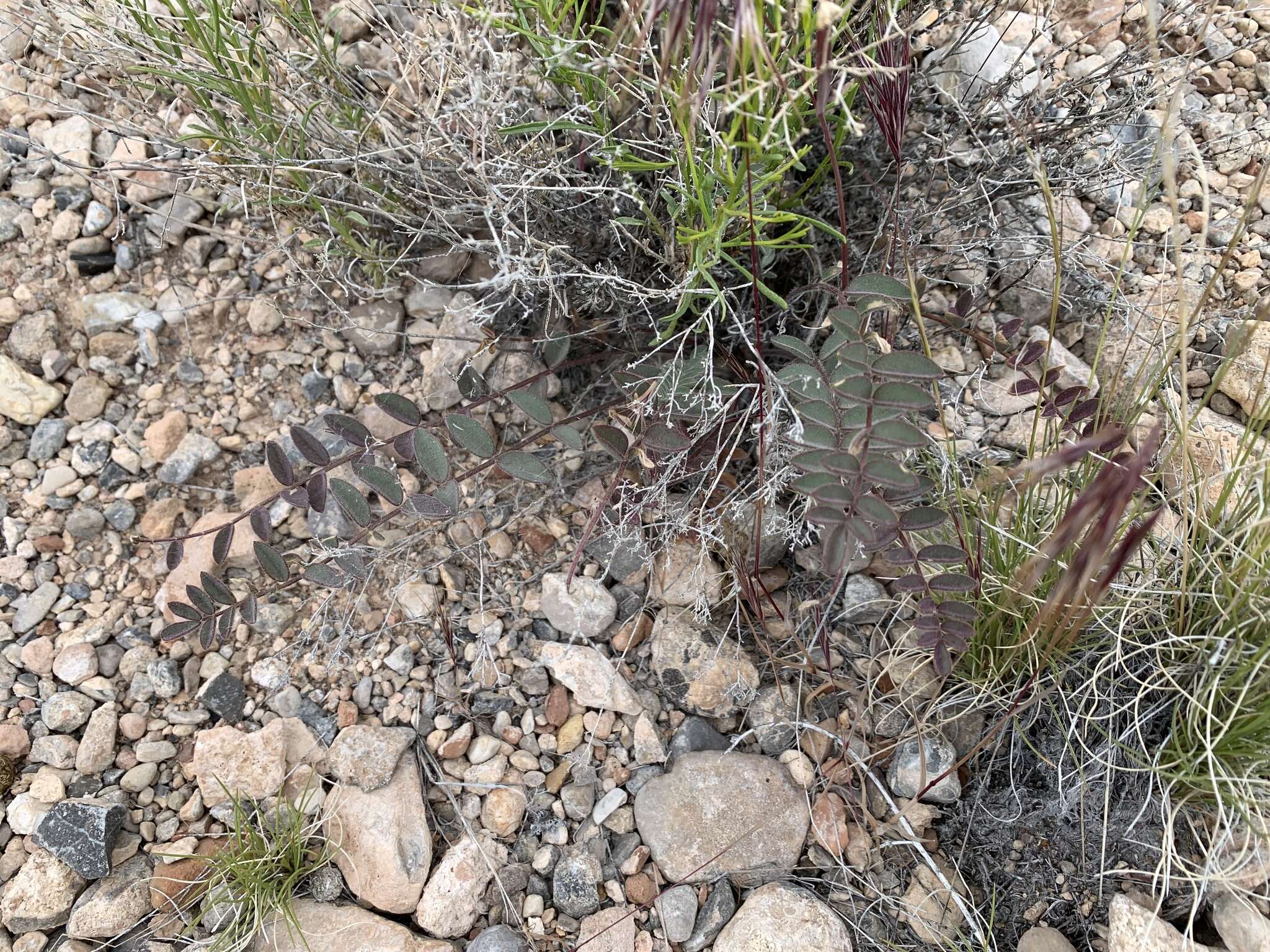 Image of Minthorn's milkvetch