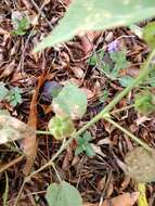 Image of Berlandier's Indian mallow