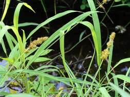 Image of Brown fox sedge